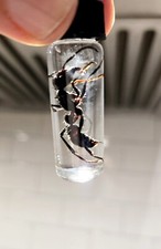  10 LOT -  REAL DEAL Bullet Ants       ( Paraponera Clavata)   WET SPECIMEN picture