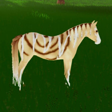 Wild Horse Islands THROWBACK EVENT HORSE / Cinnamon Roll Musty picture