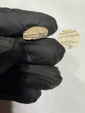 Ancient Egyptian Scarab picture