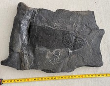 One Of A Kind Jurassic Dinosaur Age Coelacanth Fish Fossil Massive Connecticut picture