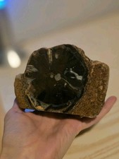 Eden Valley Blue Forest Petrified Wood Fossil, Weights Over 2 Pounds picture