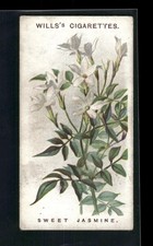 1913 Wills's Old English Garden Flowers 2nd series #31 Sweet Jasmine picture