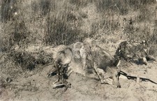 Wauneta Kansas 1909 Wolf in Trap Hunting Hunt Fur Hide RPPC Postcard COPY picture
