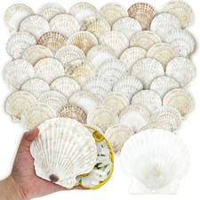 50PCS Scallop Shells for Crafts Large 4''-5'' White Beach Natural Shells Bulk... picture