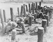 Massachusetts Camp Edwards Asparagus Patch WWII 8x10 Glossy Print HT4136294 picture