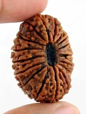 17 Mukhi Rudraksha Seventeen Face Rudraksh Hindu Sacred Bead Rare picture