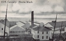 Blaine WA Alaska Packers Association APA Cannery Salmon Fish Vtg Postcard D24 picture