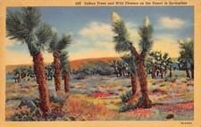 Lot of 2 Joshua Trees, California and Arizona Linen Postcards 1945 picture