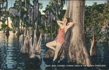 FL Moss Covered Cypress Trees Hartman Card Co. c1920s-30s Vintage Postcard picture