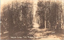 RPPC Brainerd Minnesota Dirt Road Through the Pines early 1900s picture
