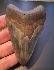 XL Megalodon Shark Tooth 4.23” Fossil - NO Restoration picture