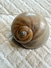 Shells Large Moon Snail Shark Eyes 30 Ct In Mason Jar From North Carolina Clean picture