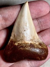 Rare Peru Carcharodon Hastalis Fossil Shark Tooth 55mm Pisco Formation picture
