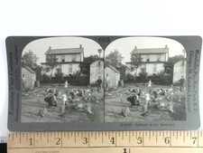 Turkeys Barnyard Stereoview Keystone View Co. 1900s Rural Life USA picture