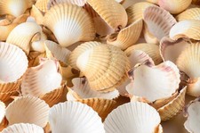 Mexican Deep Sea Shell Beach Craft Scallop 2 1/2