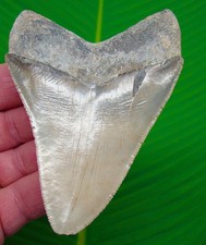 Megalodon Shark Tooth 4.25” Real Fossil  Big XL  SERRATED - NO Restoration picture
