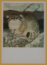 1984 Fluffy Pallas’s Cat Manul Rare Wildlife Animal ART Soviet Vintage POSTCARD picture