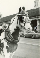 1980 New Orleans Decorated Carriage Horse French Quarter 5x8 Photo Vintage picture