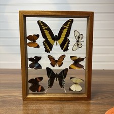 Vtg Butterfly 9 Specimen Taxidermy Display Shadow Box Framed Wall Art Collection picture