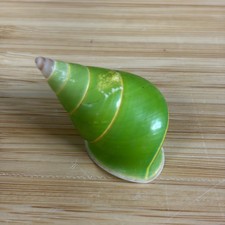 Rare Emerald Green Manus Tree Snail Shell (Papustyla pulcherrima) from 1960's picture