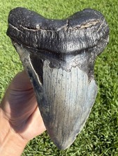 XL 5.28” Glossy Megalodon Shark Tooth Fossil Real Shark Teeth picture