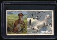 1922 Wills's Do You Know The Stoat #44 picture