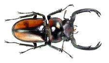 COLEOPTERA, LUCANIDAE, RHAETULUS SPECIOSUS BOILEAUI large from THAILAND picture