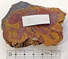 Araucarioxylon Petrified Wood Polished Slab Tecovas Formation Texas 1552g Red picture