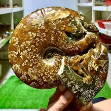 1.65LB Rare Natural Tentacle Ammonite FossilSpecimen Shell Healing Madagascar picture
