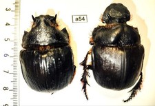 Scarabaeidae, Heliocopris gigas Egypt female + male A1 (Pair) a54 picture