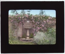 Photo:East Hampton New York Gray Gardens Birdbath Roses ca 1914 picture