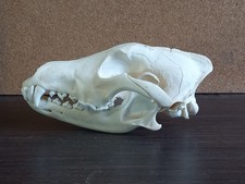 Real Adult Wolf Skull Canis Lupus Taxidermy Natural Bone Specimen 24cm picture