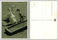 1956 SOS-Kinderdorf Verlag Postcard Geese Duck Tyrolia Tiefdruck picture