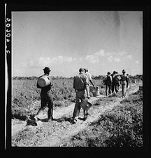 Photo:Homestead Florida 1935-1942 Migrant Workers Walking Field FSA Series picture