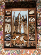 Vtg Wooden Seashell Shadow Box Coastal Diorama Seashells & Natural Specimens  D4 picture