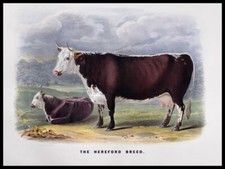 The Hereford Breed NEW Sign: 24x30