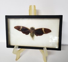 Vintage Framed Cicada AND Beetle Set Insect Taxidermy picture