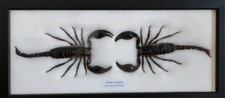 2 REAL BIG  SCORPIONS TAXIDERMY  INSECTS IN FRAME  6
