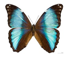 Insect Butterfly Moth Morphidae Morpho deidamia-A1 Blue Beauty-Peru picture