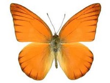 Appias nero ONE REAL BUTTERFLY RED ORANGE ALBATROSS UNMOUNTED WINGS CLOSED picture