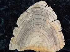 Rare Petrified Wood Mennegoxylon Texas Snakewood Half Round  3”x3” Fossil picture