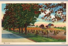 Vintage C.T. Rural Scenes Postcard Unposted Farmhouse Scenic Rustic picture