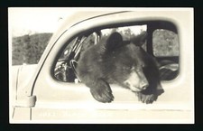 Black bear - Black bear inside car Canada Historic Old Photo picture