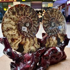 5.62LB  Rare Natural Tentacle Ammonite FossilSpecimen Shell Healing Madagascar picture