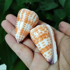 Large Conus Tessulatus Conch Natural Seashell Orange Rare Real Beach Deco 2