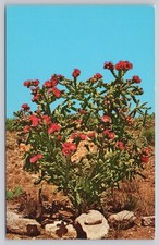 Vintage Walkingstick Cactus Carlsbad Caverns National Park Postcard picture