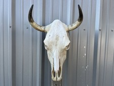 STEER SKULL 16” Inch WIDE BULL HORN MOUNTED COW HEAD picture