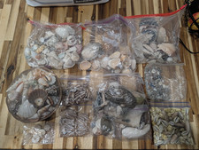 Estate Sea Shell Fossil Lot 9 Lb Cowrie Turritella Auger Specimen Coral lot 1 picture
