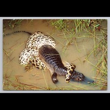 Vintage Pantanal Brazil Anaconda Alligator Postcard Unposted Scenic Collectible picture