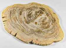 300mm 3.1LB Petrfied Wood Fossil Slab Natural Gemstone Crystal Mineral Indonesia picture